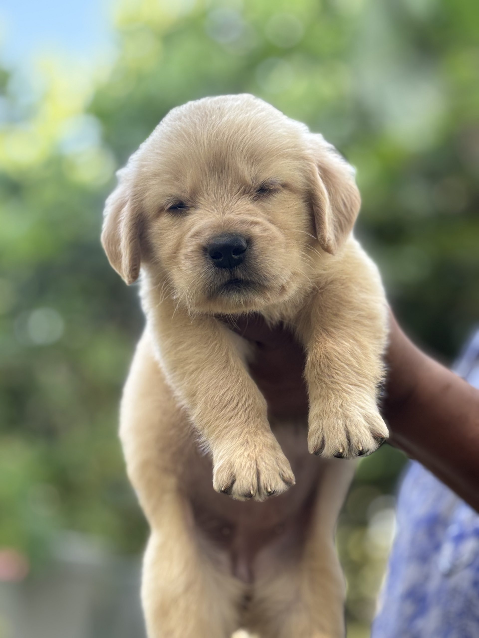 Golden retriever puppies avilable