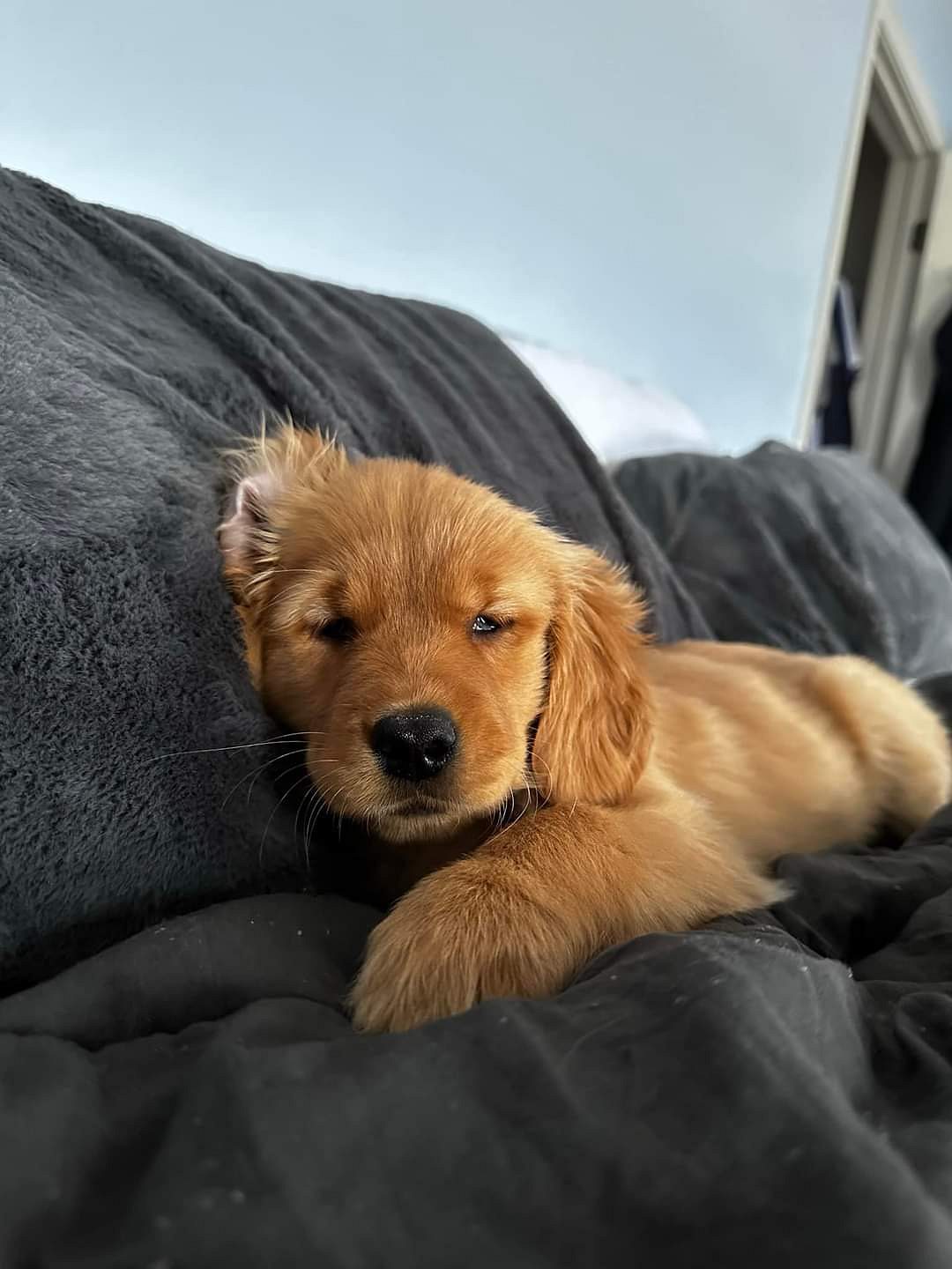 Golden retriever puppies for sale