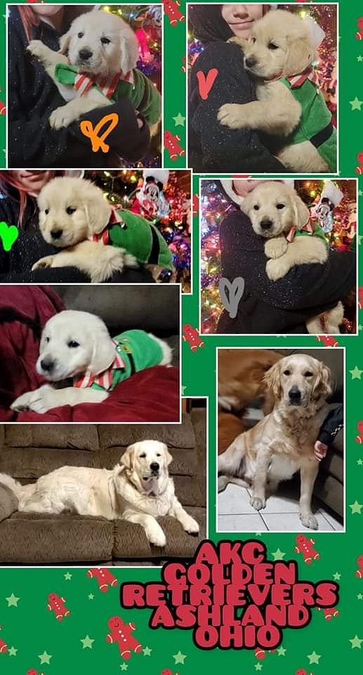 Golden retriever puppies for sale