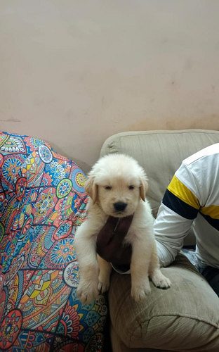Golden retriever puppies available