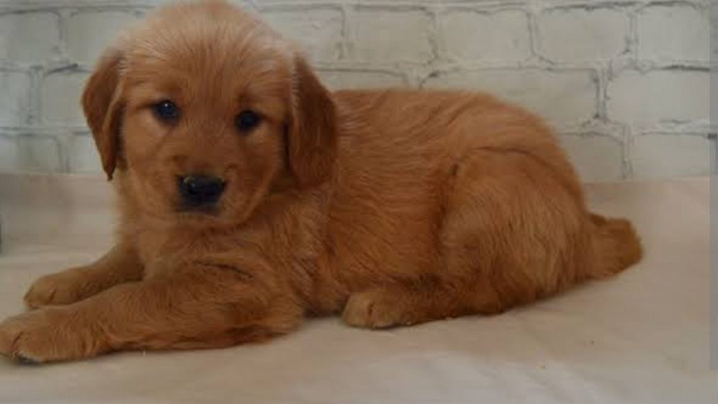 Golden retriever puppies 🐶🐶