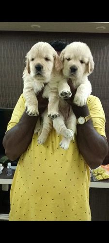 Golden retriever puppies for sale