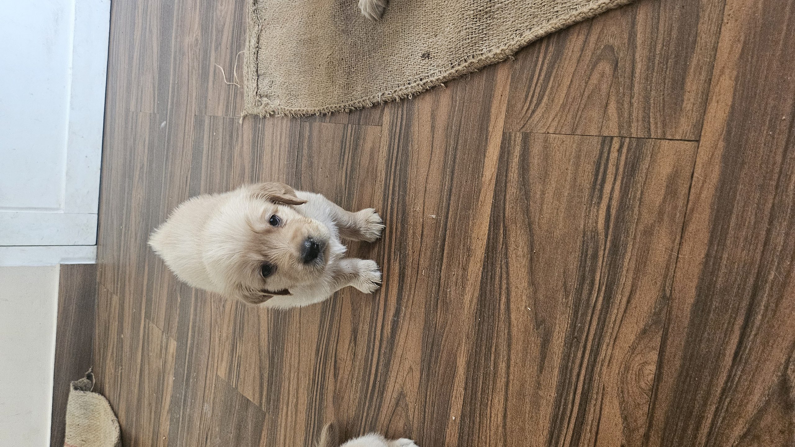 Golden retriever puppies