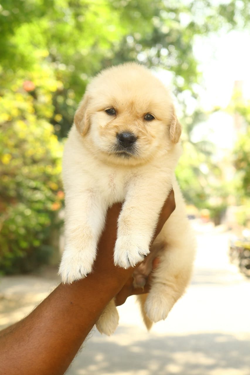 Golden retriever puppies available