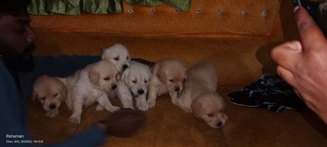 Golden retriever puppies available