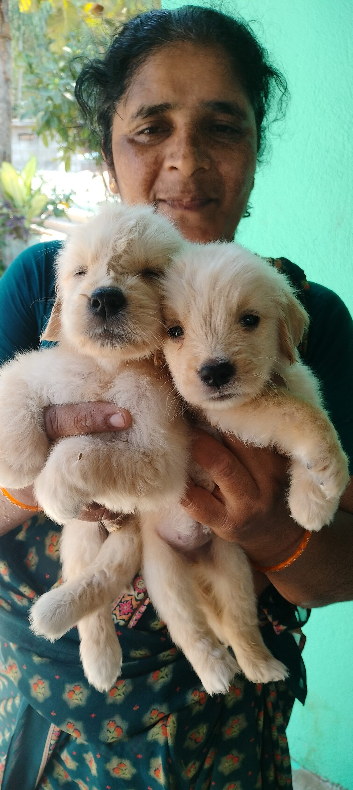 Golden retriever puppies