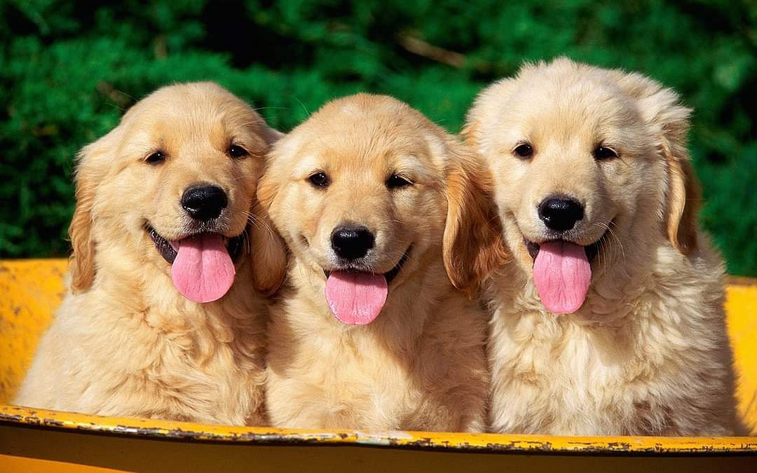 Golden retriever puppies for sale