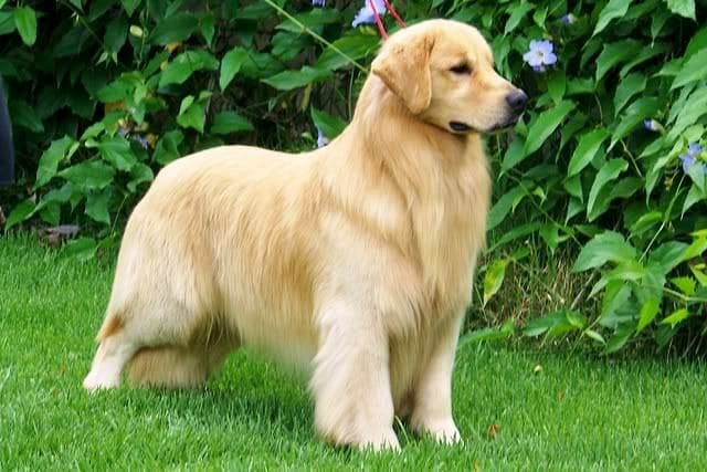 Golden retriever puppies for sale