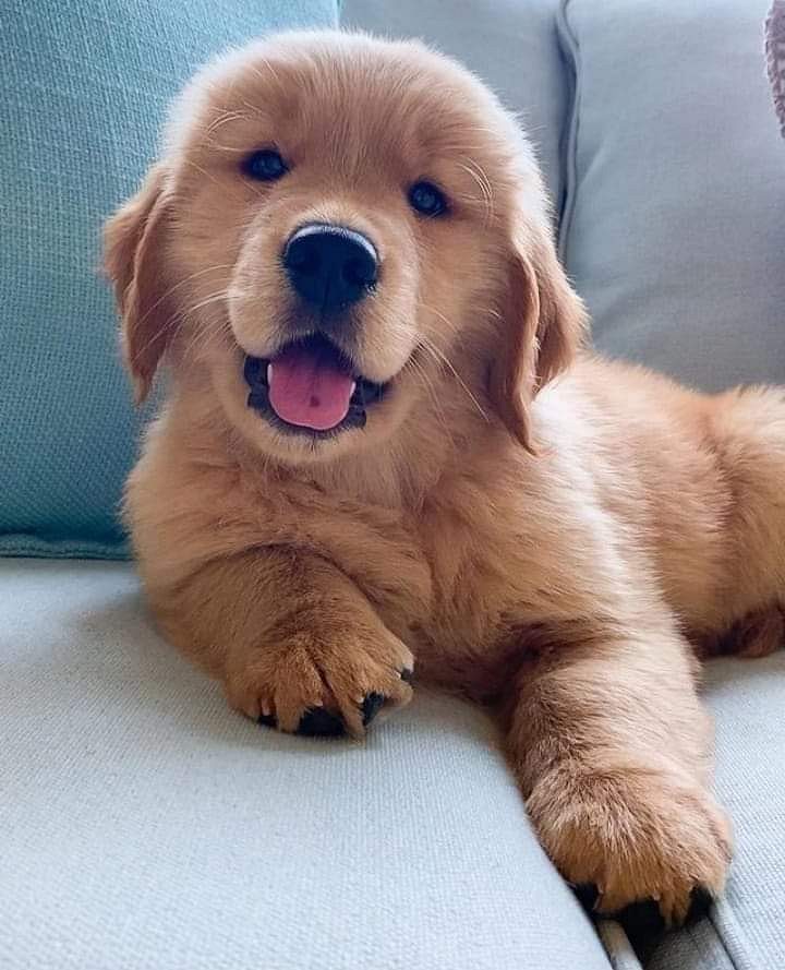 Golden retriever puppies for sale