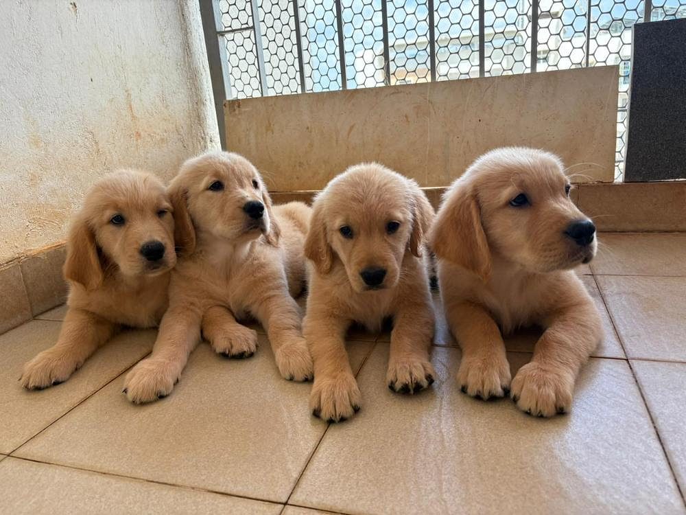 Golden retriever puppies for sale