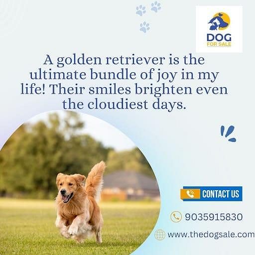 Golden retriever puppies for sale