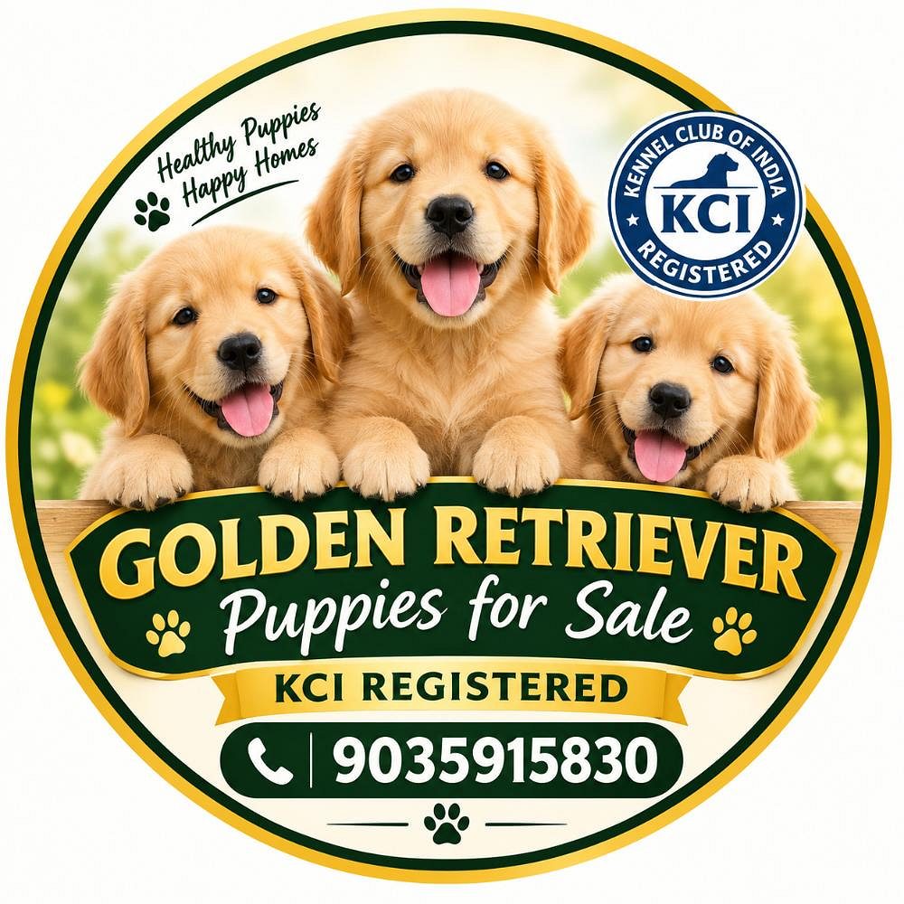Golden retriever puppies for sale