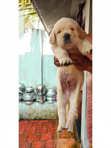 GOLDEN RETRIEVER PUPPY.