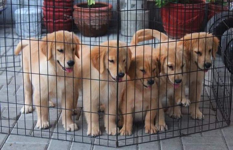 Golden Retriever puppy