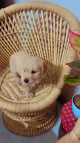 Golden retriever puppy-female