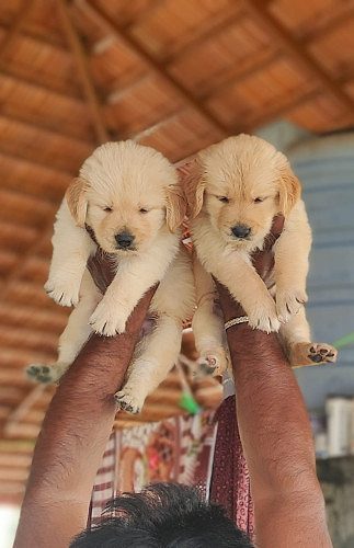 Golden retriever puppy available in Chennai male and female