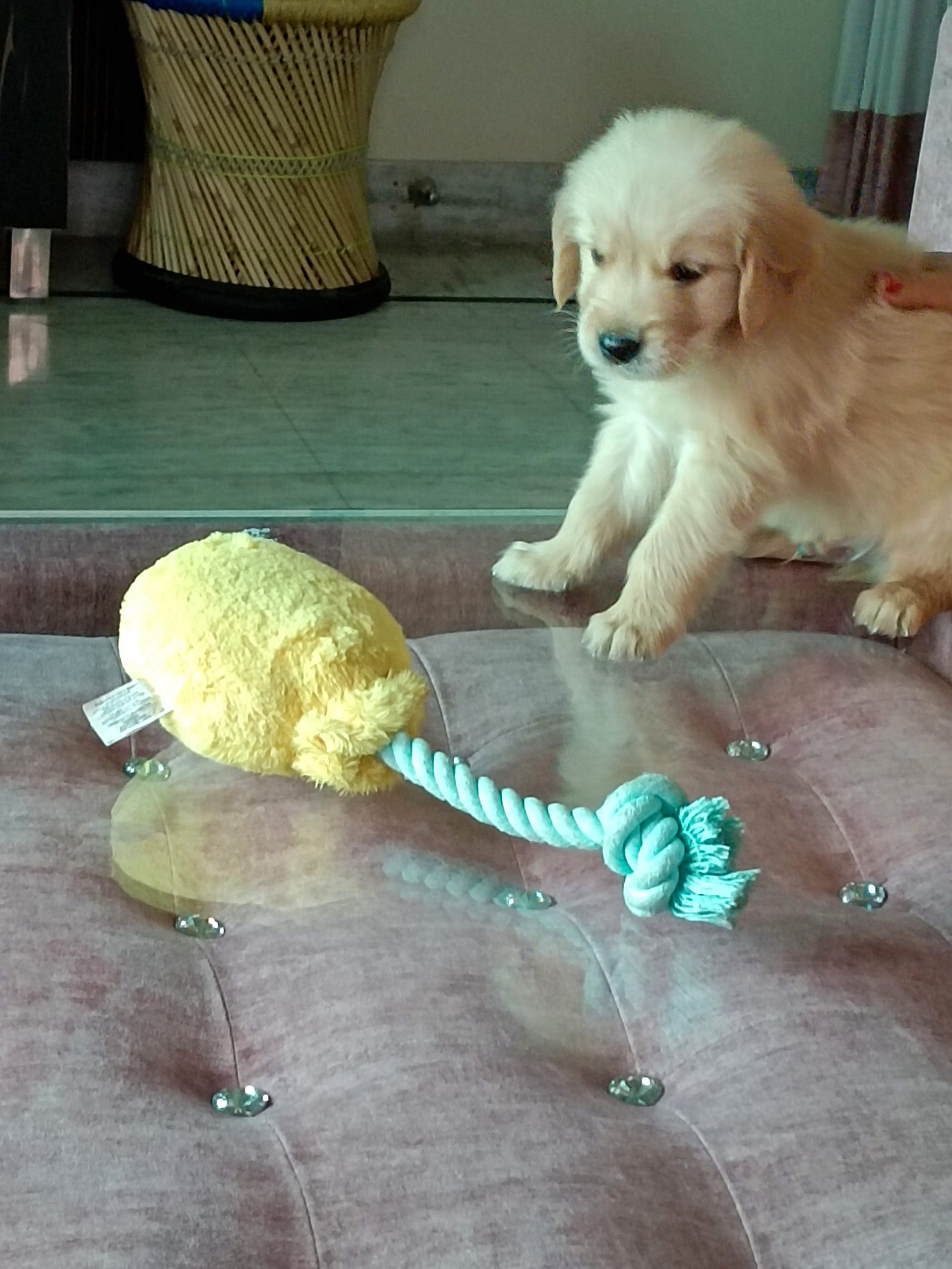 Golden retriever puppy