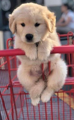 Golden Retriever Puppy for sale 35 days old