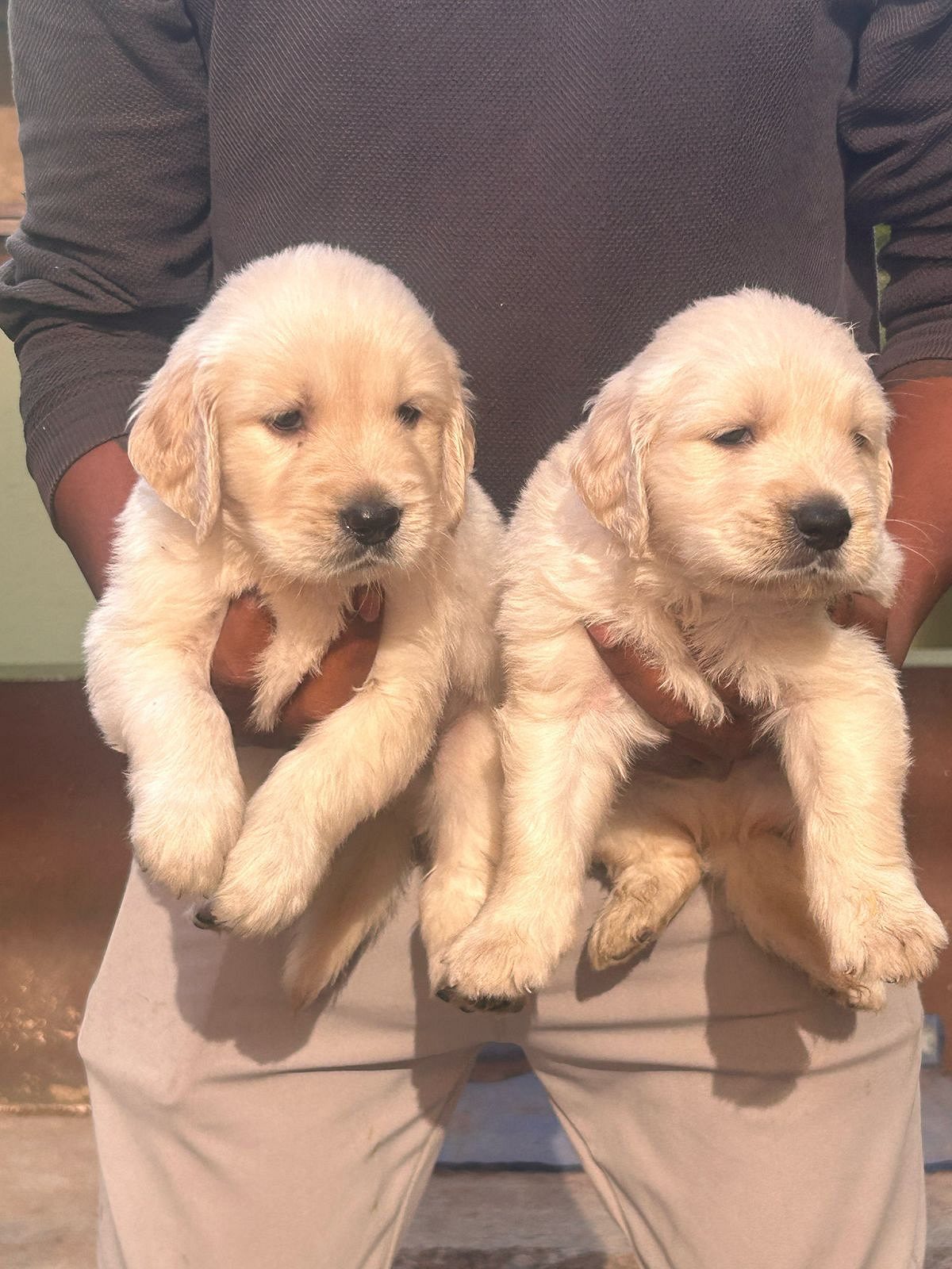 Golden retriever puppy price in goa