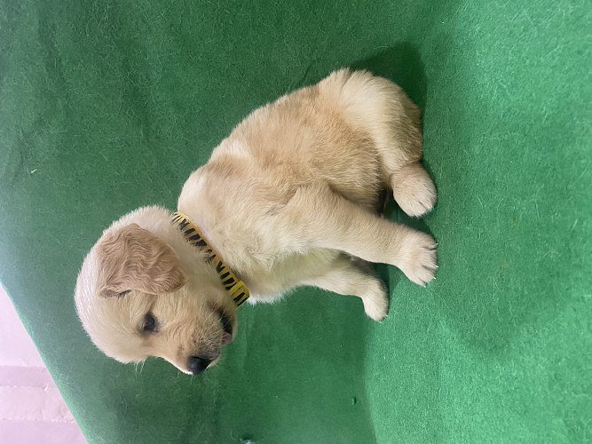 Golden Retriever Puppy