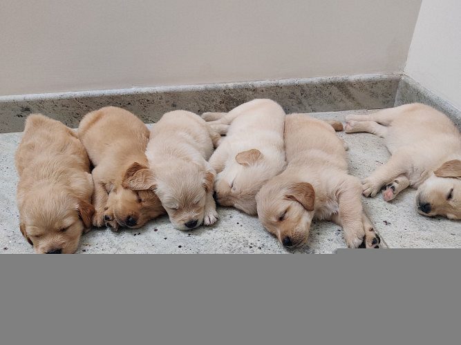 Golden Retriever Puppy For Sale
