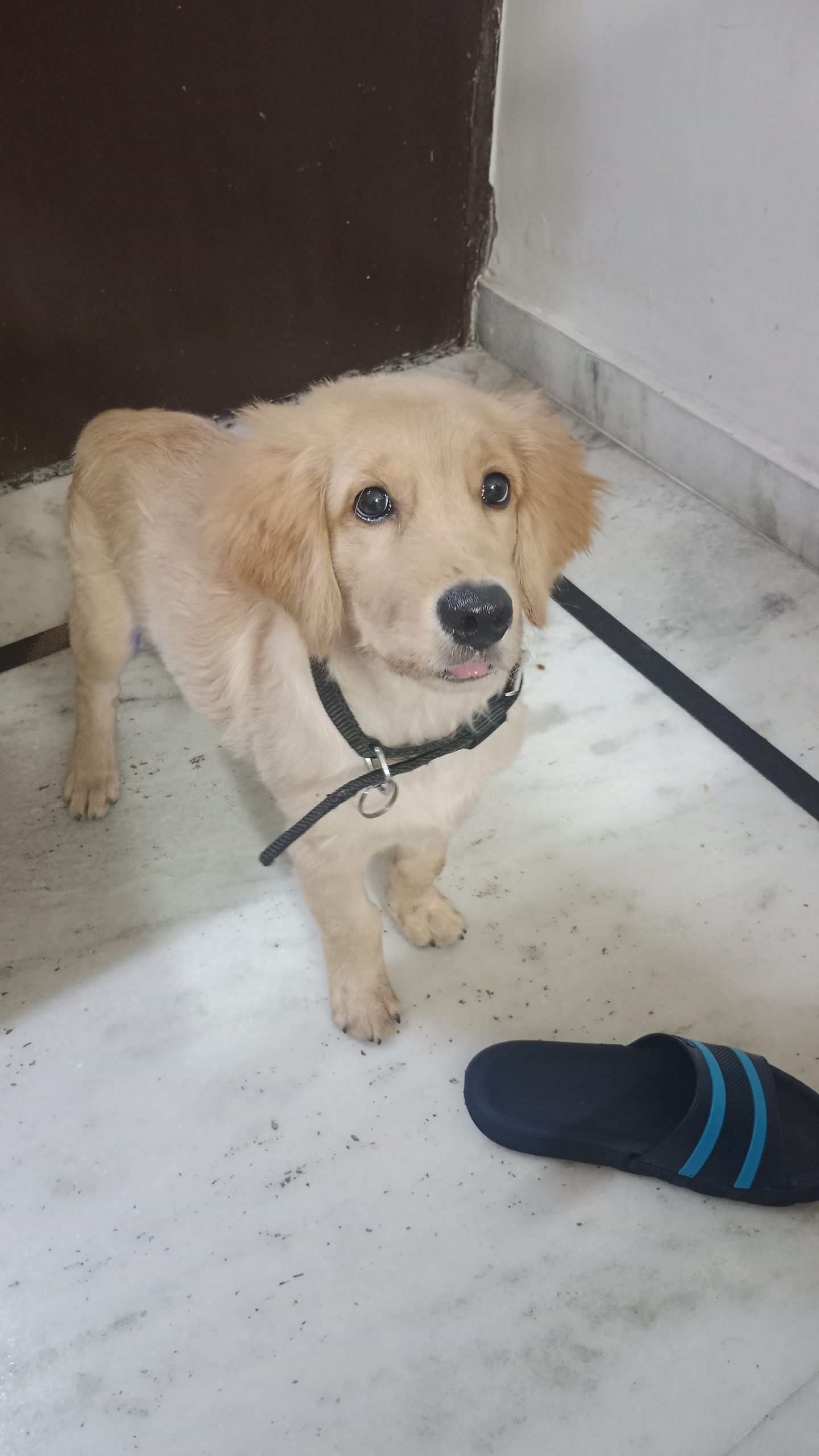 Golden retriever Puppy
