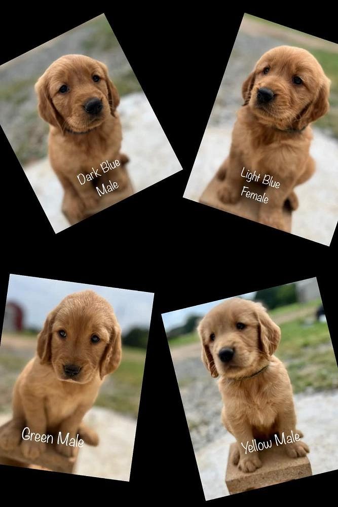 Golden retriever puppy price