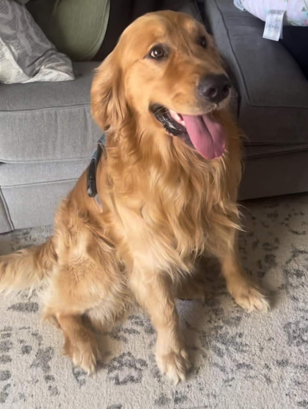 Golden retriever puppy for sale