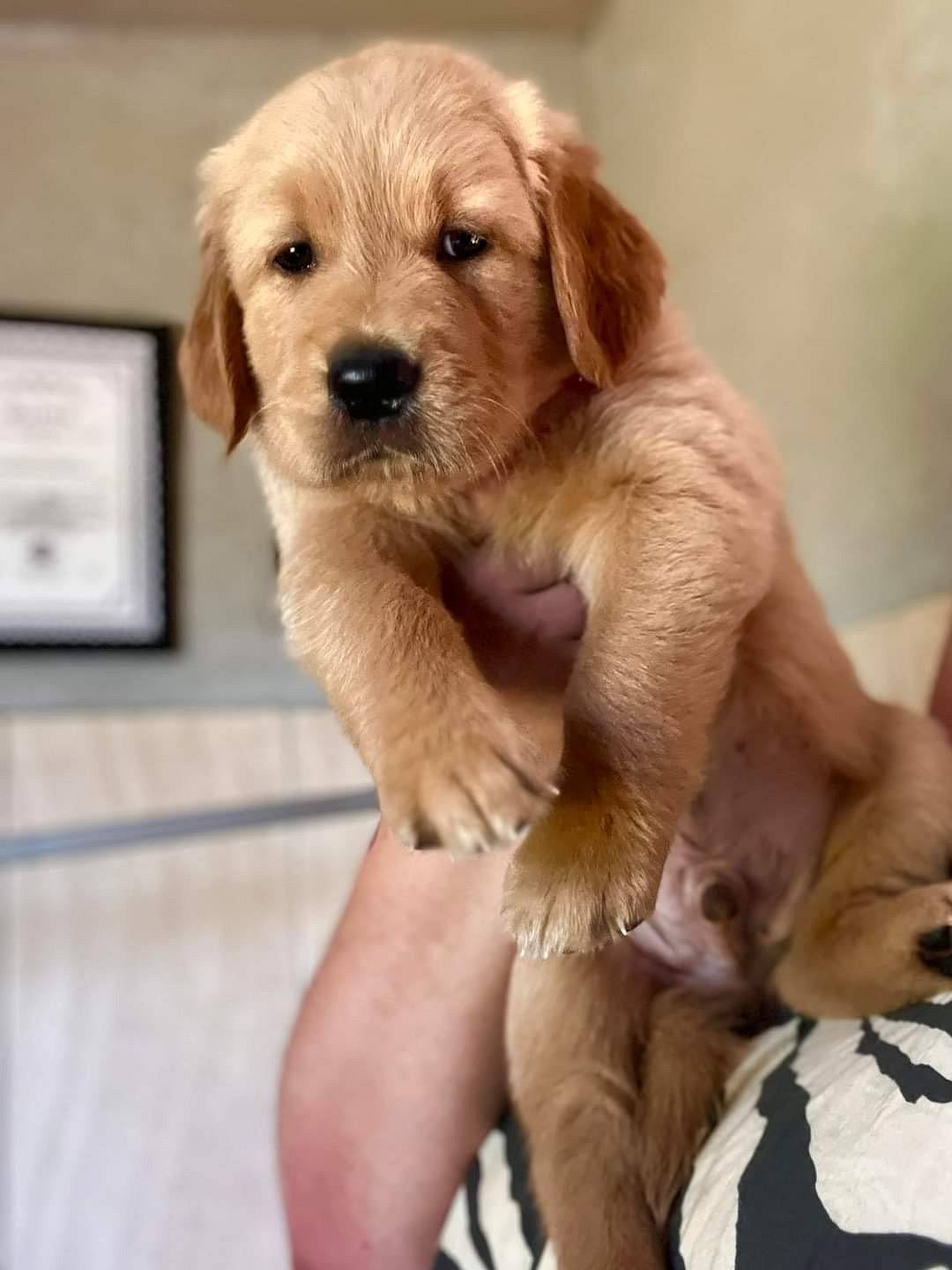 Golden retriever puppy price
