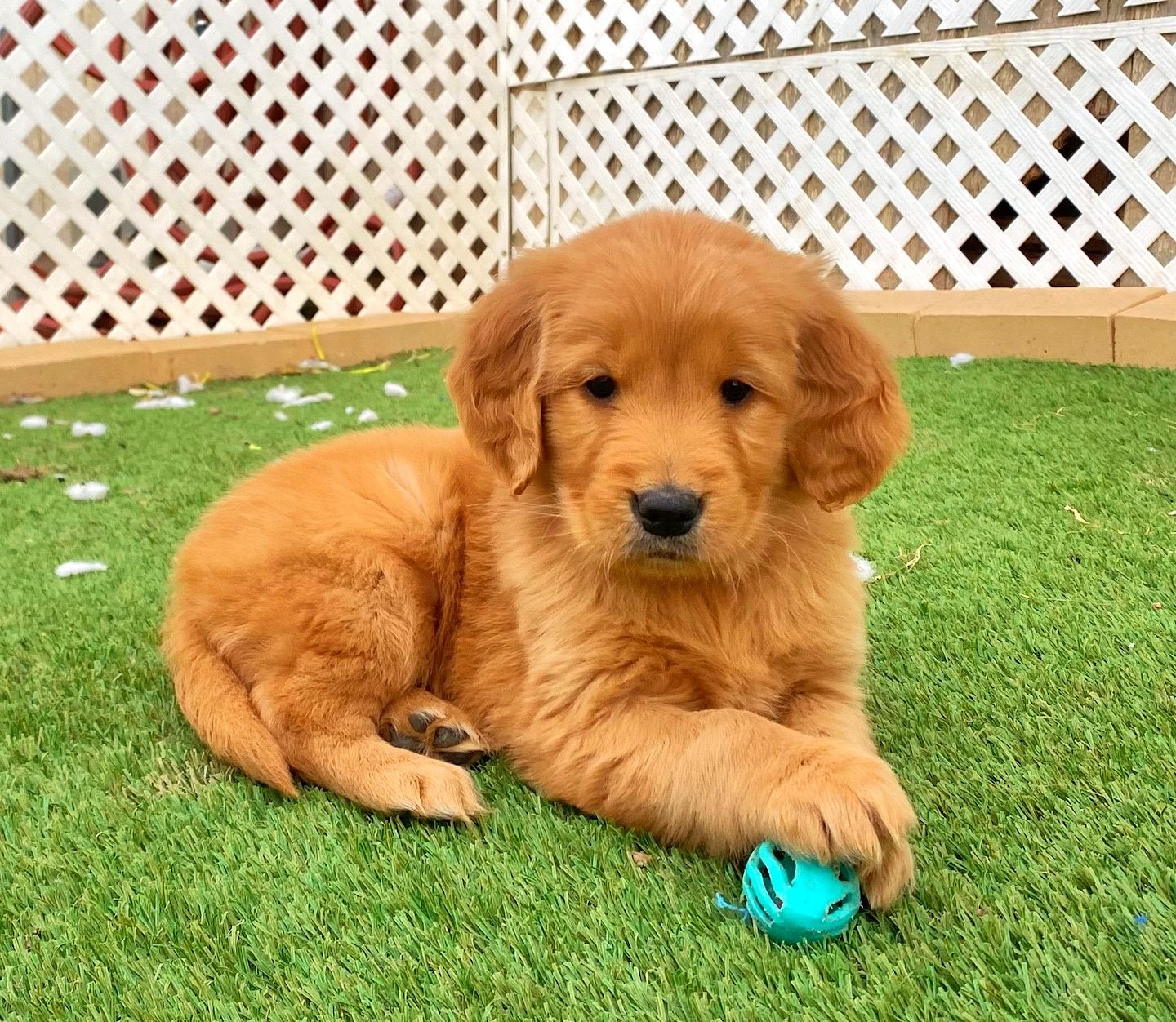 Golden retriever puppy available in Chennai