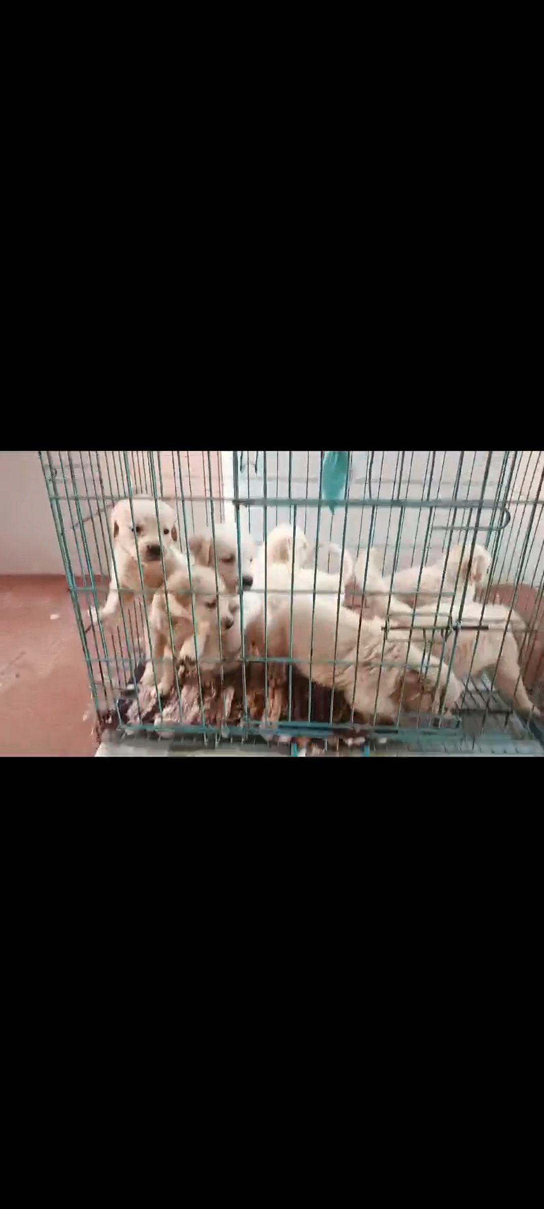 Golden retriever puppy for sale