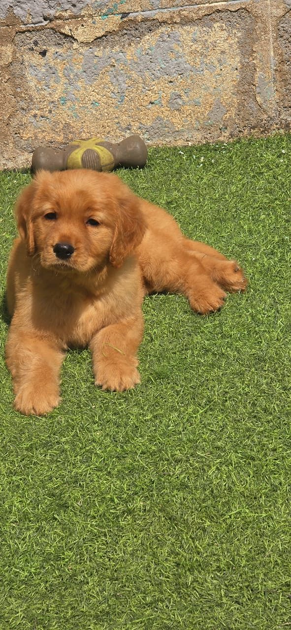 Golden retriever puppy price
