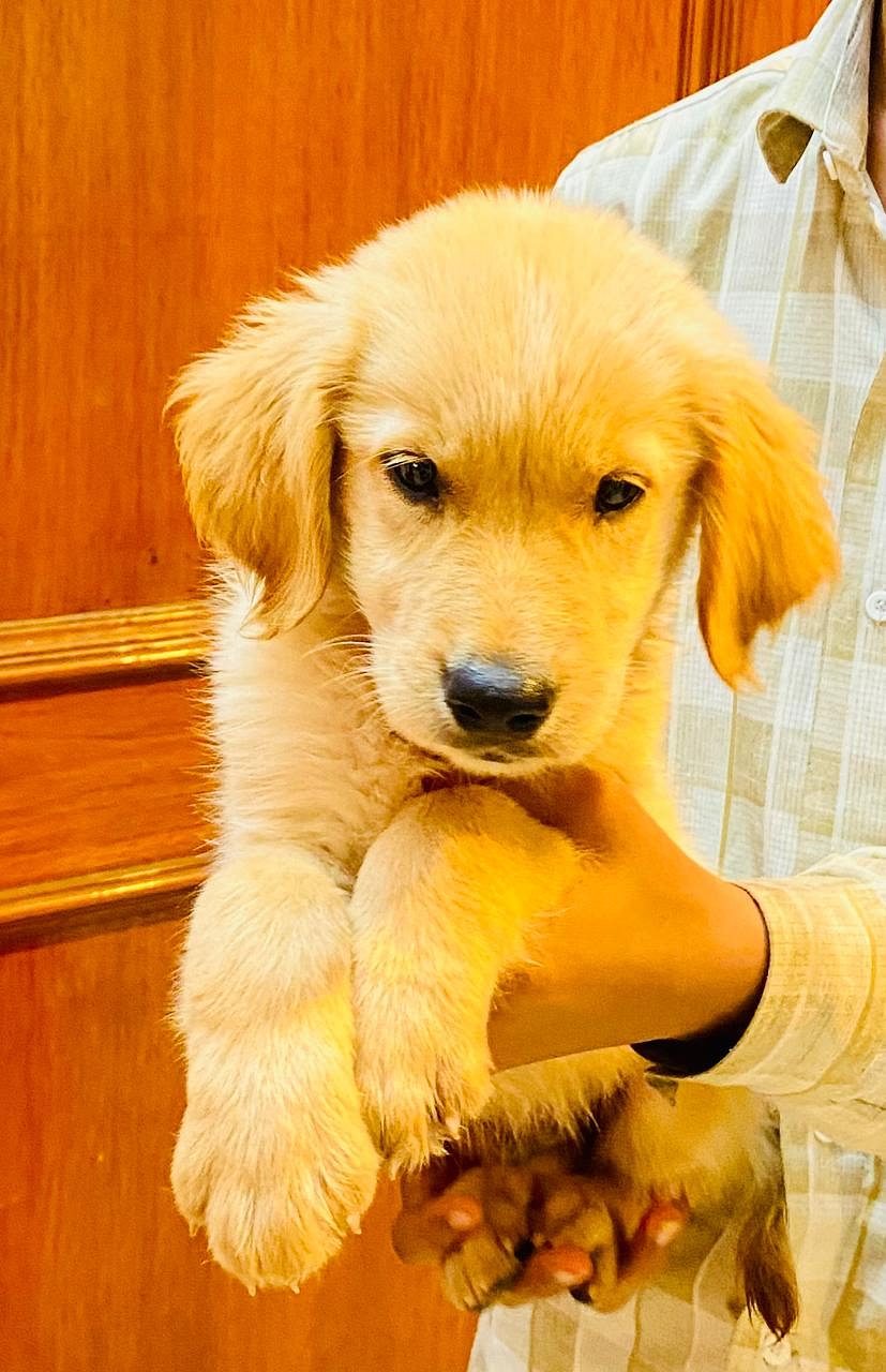 Golden retriever pups available at Banjarahills Hyderabad