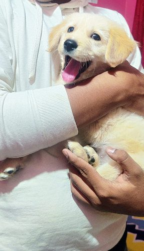 Golden retriever pure