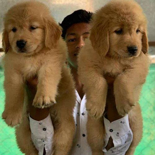 GOLDEN RETRIEVER RICH GOLDEN COLOR FIRST QUALITY PUPPIES IN CHENNAI -8825694373