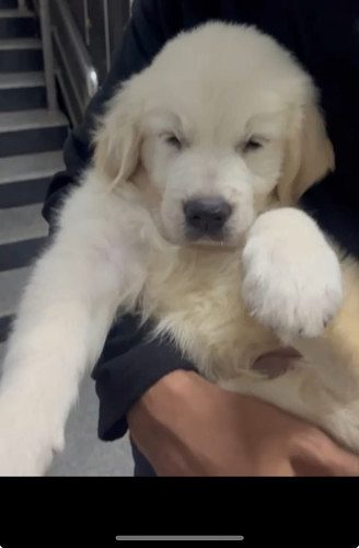 Golden Retriever White
