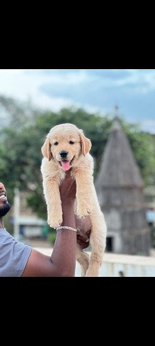 Golden retriver male