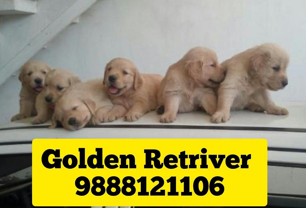 Golden Retriver puppy buy near me jalandhar 9888121106