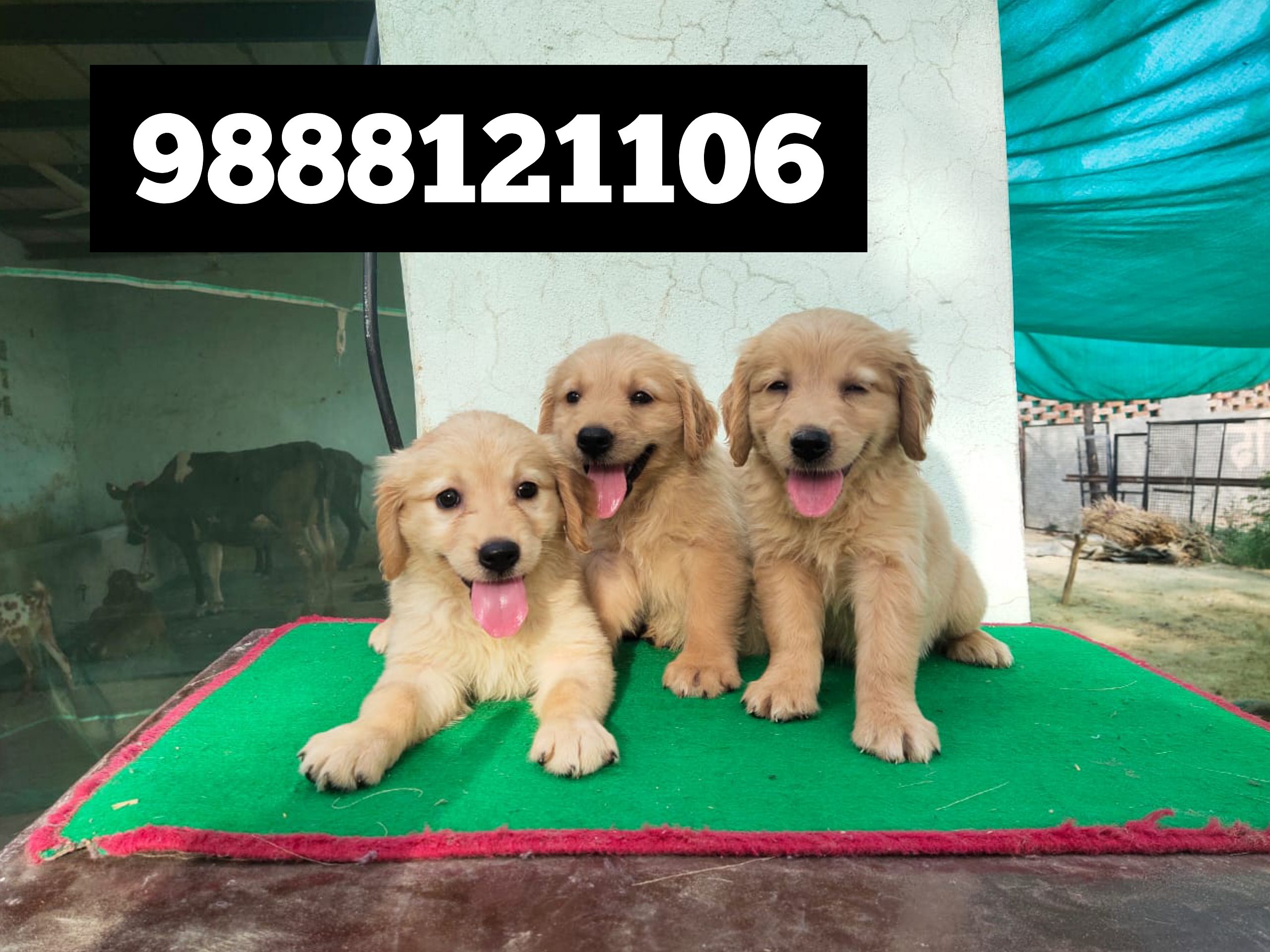 Golden Retriver puppy Buy near me punjab kapurthala jalandhar bhogpur begowal bholath