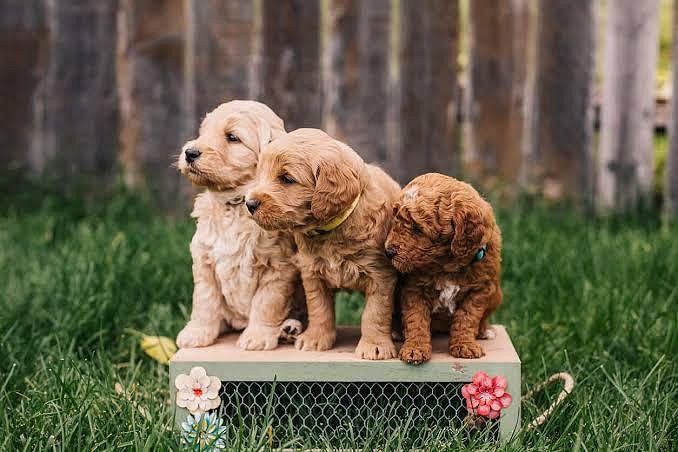 Goldendoodle Puppy 8800539300