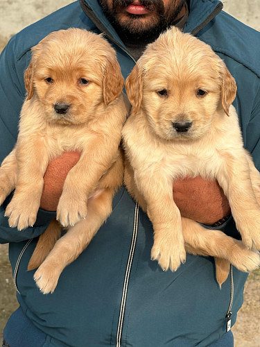 GoldenRetriever Puppies Available Here Trust Kennel
