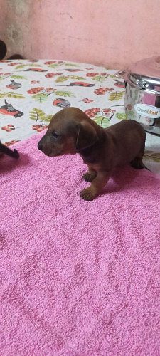 Good quality dash puppies  male and female  available  4 sal