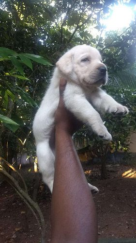 Good quality lab puppies available