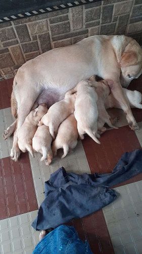 Good quality lab puppies 