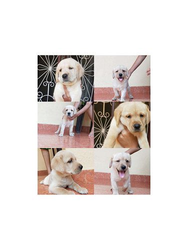 Good quality lab puppies for sale