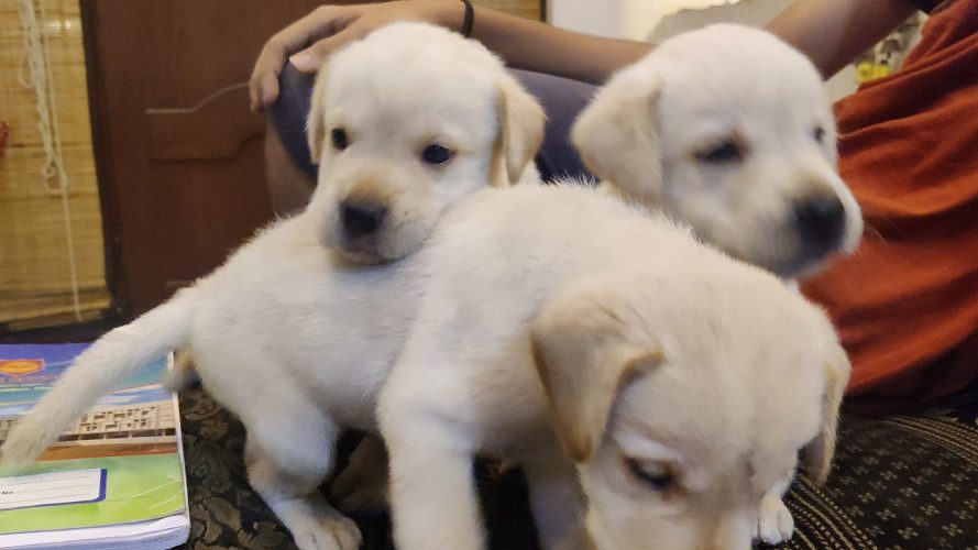 Good quality Labrador retriever puppies