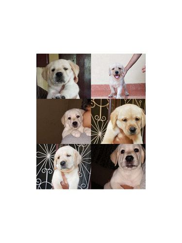 Good quality labrador puppies for sale
