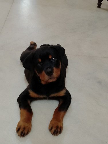 Good quality Rottweiler male puppy