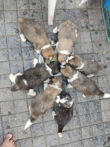 Good Quality Saint Bernard Puppies for Sale