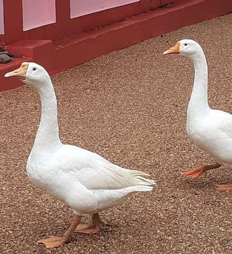 Goose duck for sale(male)